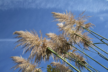 Image showing pampas grass