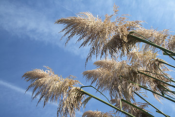 Image showing pampas grass