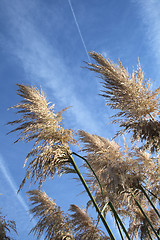 Image showing pampas grass