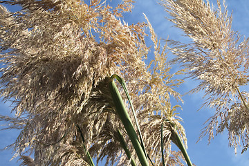 Image showing pampas grass