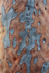 Image showing Spotted gum tree eucalyptus maculata