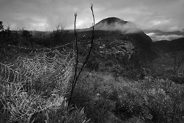 Image showing Dew covered web and misty Mt Banks