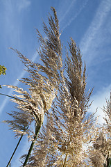 Image showing pampas grass