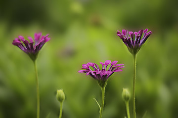 Image showing Flower petals curled up at dusk