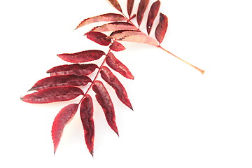 Image showing autumn leaves