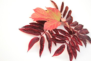 Image showing autumn leaves