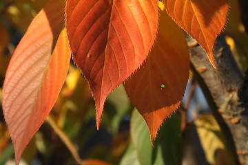 Image showing rusty autumn leaves