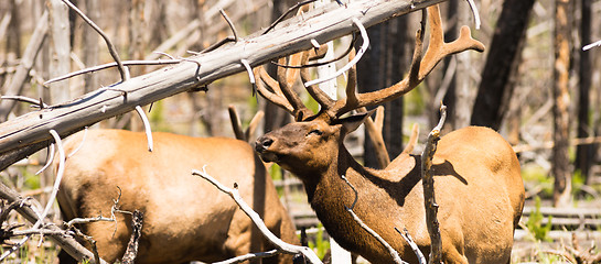 Image showing Male Bull Elk Weathering Harsh Sun Feeding Yellowstone