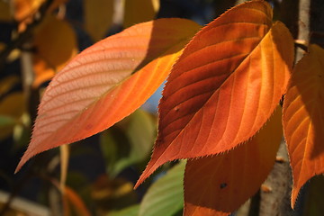 Image showing rusty autumn leaves