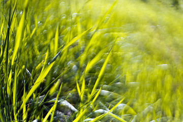 Image showing Green grass abstract background