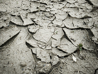 Image showing Dry cracked earth