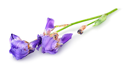 Image showing Single iris flower lying