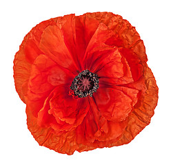 Image showing Closeup red poppy flower