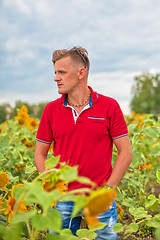 Image showing man in the sunflower field