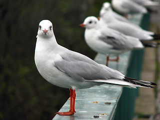 Image showing Pigeon looking into the camera