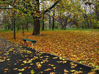 Image showing Autumn falling leaves