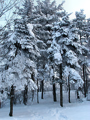 Image showing Trees after snow fall