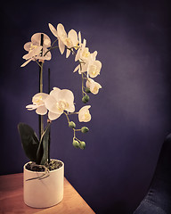 Image showing Dark interior with elegant white orchids