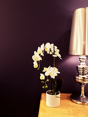 Image showing White orchid and metal lamp in purple interior