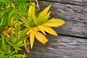 Image showing Plant and wood background