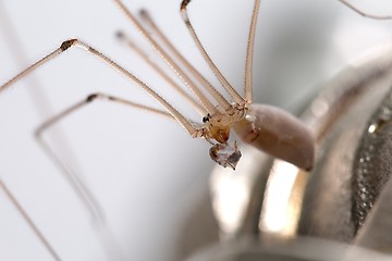 Image showing Spider eating an ant