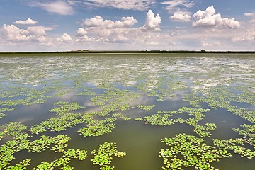 Image showing Water surface with plants