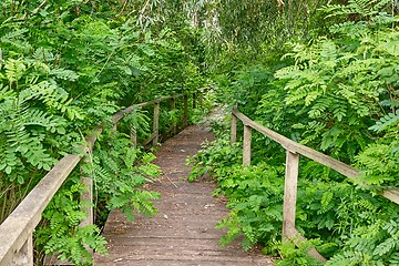 Image showing Swamp walking path