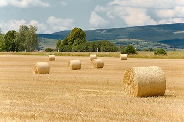 Image showing Agricultural field with bales