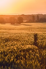 Image showing Wheat field detail