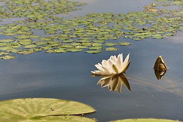 Image showing White Water Lily