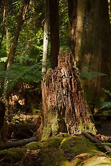 Image showing Tree trunk in a forest