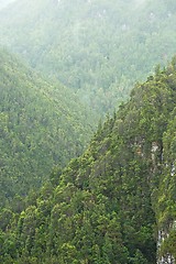 Image showing Trees in the woods