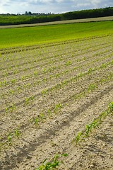 Image showing Agricultural field with plants