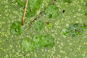 Image showing Water surface with plants