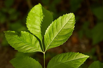 Image showing Green Leaves Background