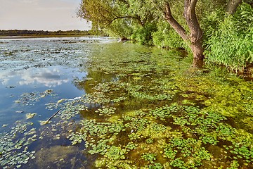 Image showing Water surface with plants