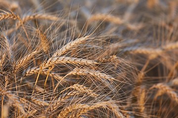 Image showing Wheat field detail