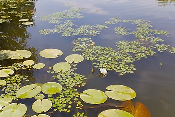 Image showing Water surface with plants