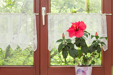 Image showing Beautiful potted red Hibiscus flower on window sill