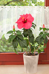 Image showing Big pink Hibiscus flower in the pot on window