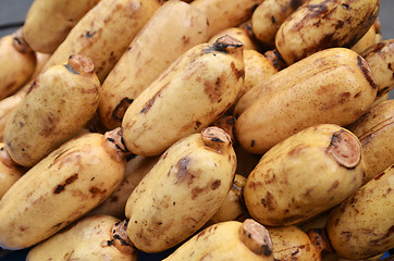 Image showing Fresh Lotus root