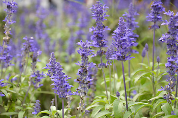 Image showing Blooming blue bugleweeds Ajuga