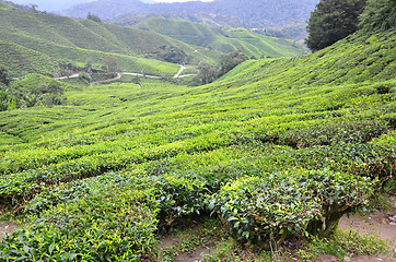 Image showing Tea plantation located in Cameron Highlands