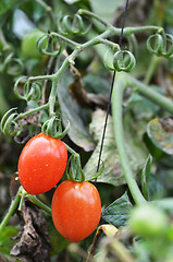 Image showing Fresh red tomatoes