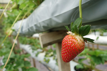 Image showing Fresh strawberries that are grown in greenhouses