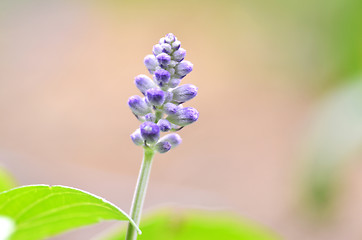 Image showing Blooming blue bugleweeds Ajuga