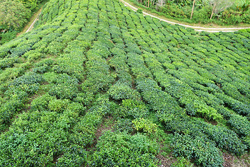 Image showing Tea Plantation in the Cameron Highlands in Malaysia