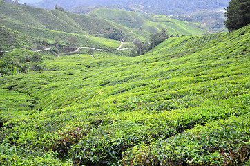 Image showing Tea plantation located in Cameron Highlands