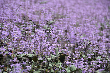 Image showing Plectranthus Mona Lavender flowers