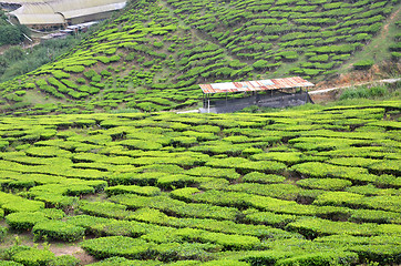 Image showing Tea Plantation in the Cameron Highlands in Malaysia